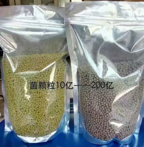 點(diǎn)擊查看詳細(xì)信息<br>標(biāo)題：枯草芽孢桿菌菌劑顆粒 閱讀次數(shù)：3704