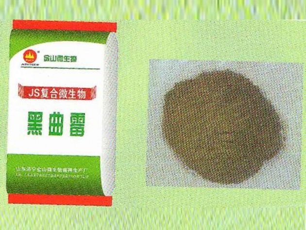 點(diǎn)擊查看詳細(xì)信息<br>標(biāo)題：黑曲霉 閱讀次數(shù)：2394