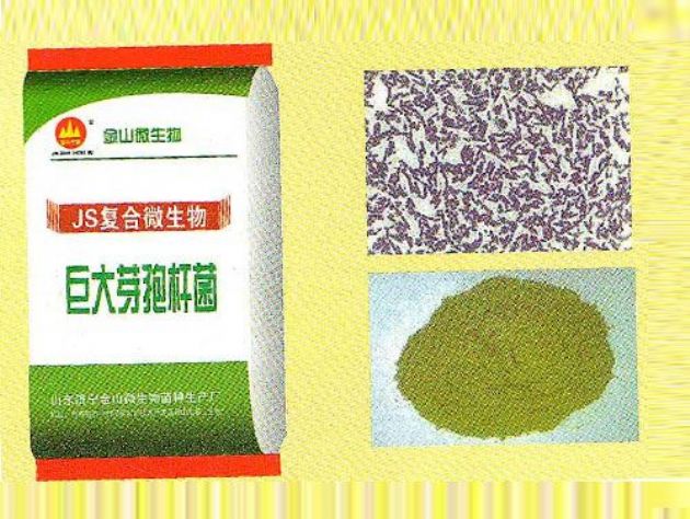 點(diǎn)擊查看詳細(xì)信息<br>標(biāo)題：巨大芽孢桿菌 閱讀次數(shù)：2278